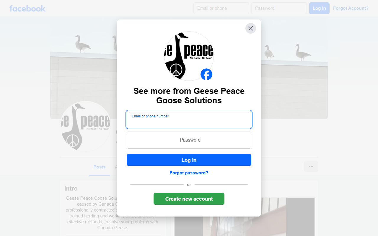 844nogeese.com screenshot